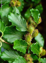 MSA FAGUS SYLVATICA 50 ML - farmachicca