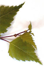 MSA BETULA VERRUCOSA 50 ML - farmachicca