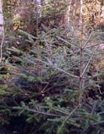 MSA ABIES PECTINATA 50 ML - farmachicca