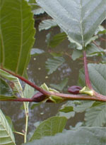 MSA ALNUS GLUTINOSA 50 ML - farmachicca