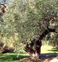 MSA OLEA EUROPEA 50 ML - farmachicca