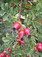 MSA ROSA CANINA 50 ML - farmachicca