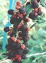 MSA RUBUS FRUCTICOSU 50 ML - farmachicca