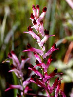 TSA FUMARIA OFFICINALIS 50 ML - farmachicca