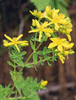 TSA HIPERICUM PERFORATUM 50 ML - farmachicca