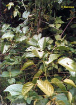 TSA UNCARIA TOMENTOSA 50 ML - farmachicca