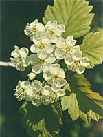 TSA CRATAEGUS OXYCANTHIA 50 ML - farmachicca