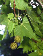 MSA PLATANUS ORIENTA 50 ML - farmachicca
