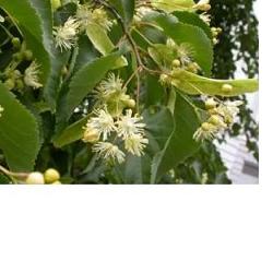 EIE TIGLIO 30 ML GOCCE - farmachicca