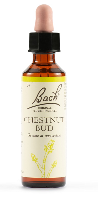 CHESTNUT BUD BACH ORIG 20 ML - farmachicca
