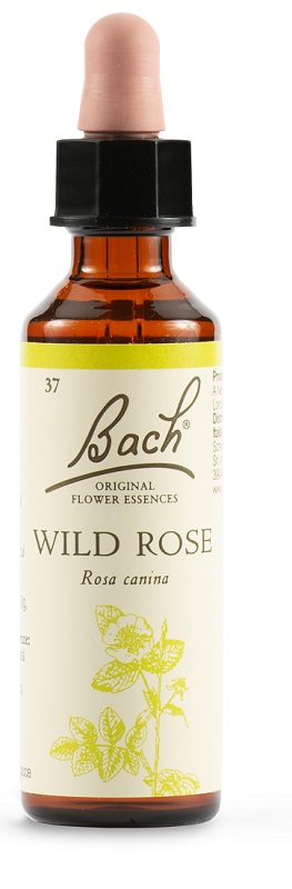 WILD ROSE BACH ORIG 20 ML - farmachicca